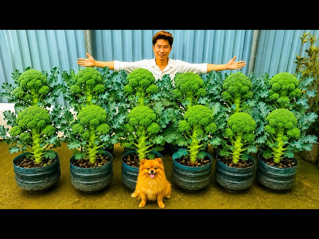 I Grew Giant Broccoli in Recycled Containers — The Results Surprised Me!