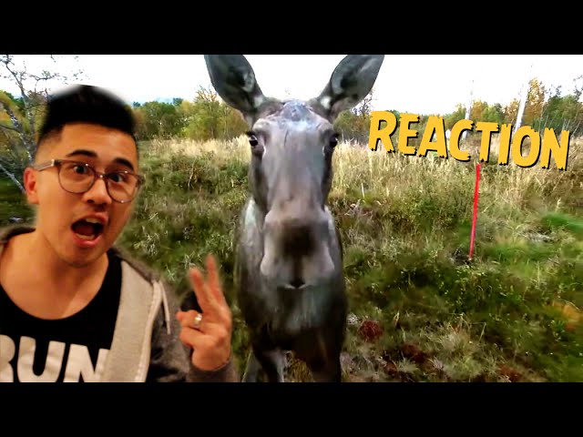 Moose plays with drone REACTION VIDEO by Peter Chao