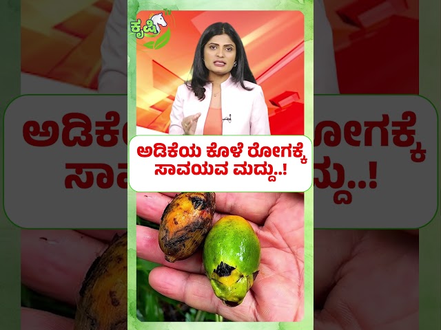 ಅಡಿಕೆಯ ಕೊಳೆ ರೋಗಕ್ಕೆ ಸಾವಯವ ಮದ್ದು | Arecanut Disease Control Tips
