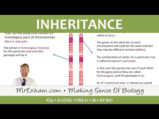 Inheritance Pt1 - Monohybrid Cross - Post 16 Biology (A Level, Pre-U, IB, AP Bio)