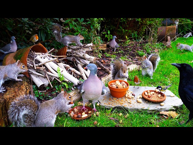 🔴 CAT TV 24/7 🎉 Birds & Squirrels Throw a Rock Party 🐿️ Videos for cats 4K HDR