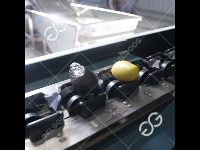 Fresh Mango Sorting Machine Video | Efficient Size & Quality Grading