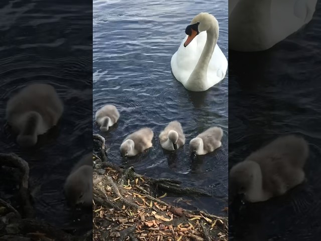 Swans with their Signets