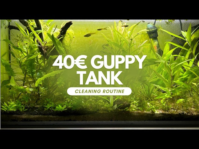 GUPPY Tank Cleaning Routine for Beginners (Episode 3)