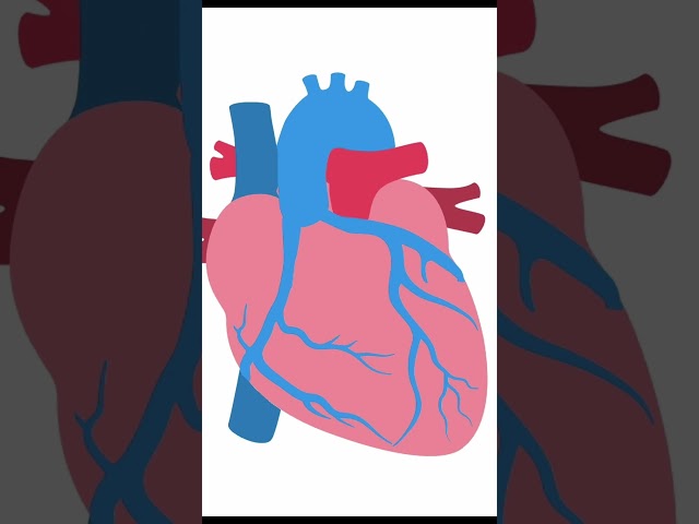Key Anatomical Details for TGA Surgery #Shorts #echocardiography #ultrasound #pediatrics