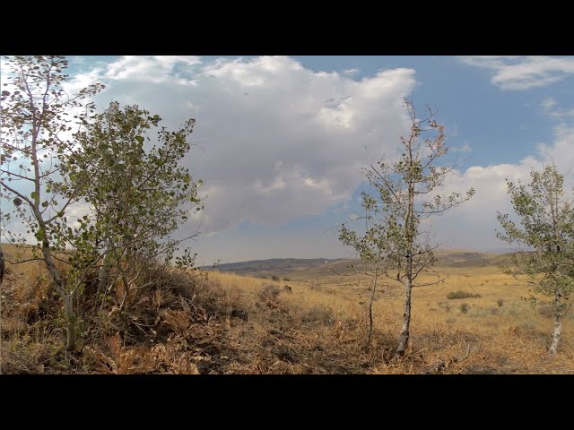 Nature ASMR Wind in the aspens and dry leaves