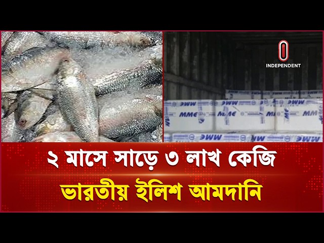 ২ মাসে সাড়ে ৩ লাখ কেজি ভারতীয় ইলিশ আমদানি | Fish | Independent TV
