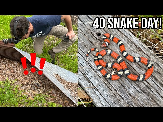 MORE Insane Louisiana Snake Hunting! Finding Rattlesnakes, Copperheads, and Milksnakes Under Tin!