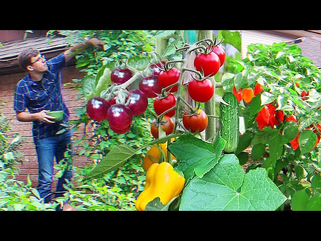 Front Garden Harvest Compilation