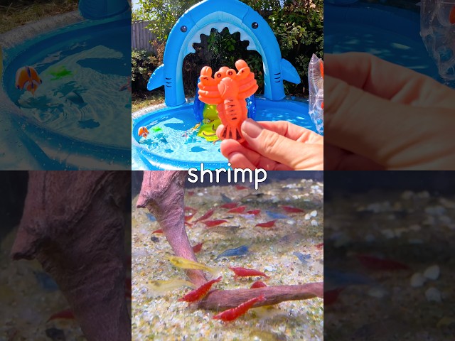 Sea Animal Names for Kids to Learn at the Shark Pool: Sperm Whale Squid Dolphin Clownfish Shrimp