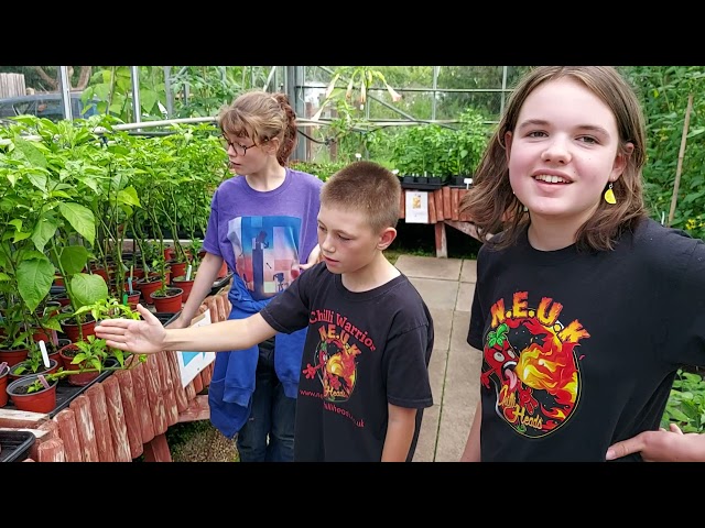 Chilli tunnel walk around at Edible ornamentals - Aug 2021