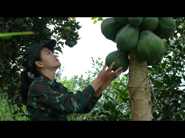 Harvesting Papayas Alone to Take to the Market–A Touching Journey of Earning Money to Raise Children