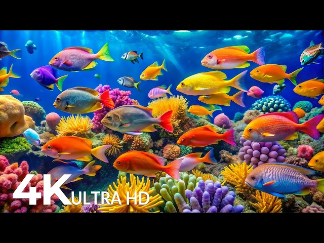 Marvel at Sea Animal in The Best 4K ULTRA HD Aquarium-Dive Into The Mesmerizing Underwater Realm #94