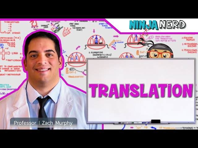Cell Biology | Translation: Protein Synthesis 🧬