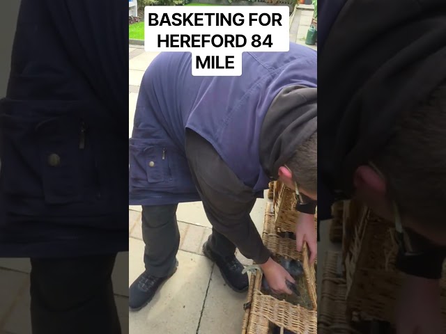 BASKETING FOR HEREFORD 84 MILE 26 PIGEONS SENT #racingpigeons #pigeon #pigeon101 #homingpigeons