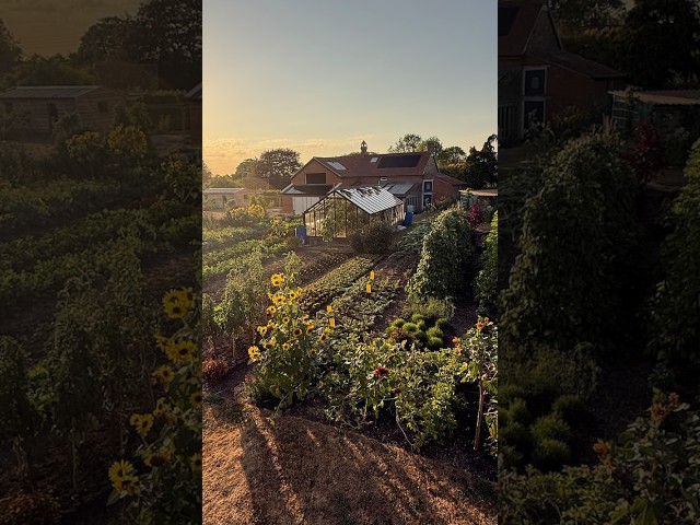 August eclipse | Garden in Drought