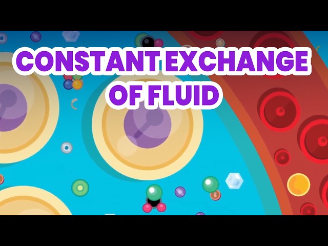 Your Body Is Moving Liters of Fluid Right Now