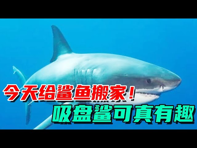 Move the sharks today! I have to say, this sucker shark is too fun! 【Der's pushy Wang Xiaoguai】