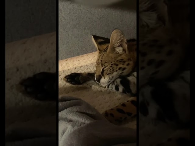 Big Wild Cat Sleeping *CUTE & SCARY* #shorts