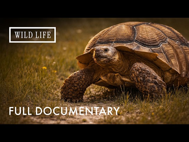 The Deadliest First Steps in Nature | Little Matters: Turtles | Full Documentary
