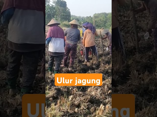 menanam jagung dengan keterbatasan air