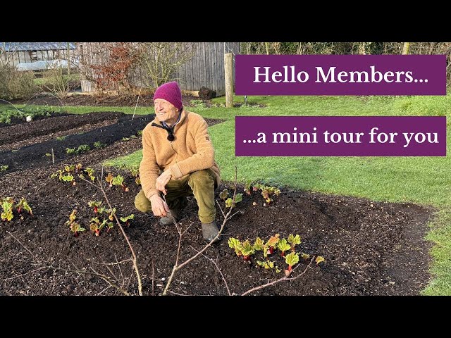 Members video early February - winter greens and from interplants