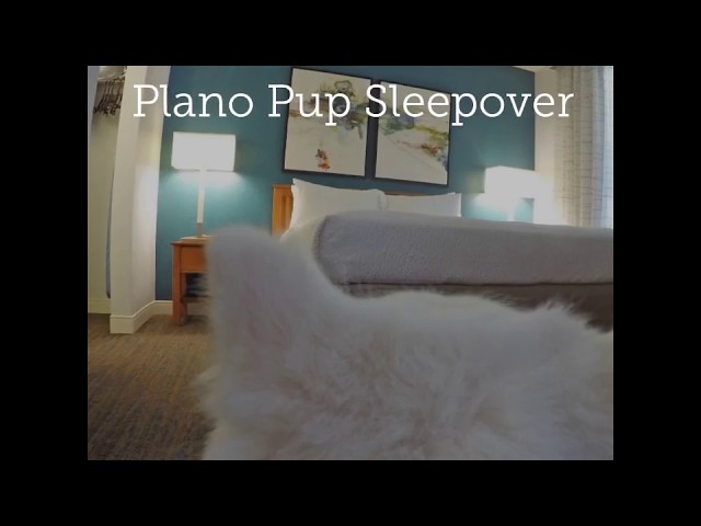 Pet-Friendly Hotels in Plano, Texas