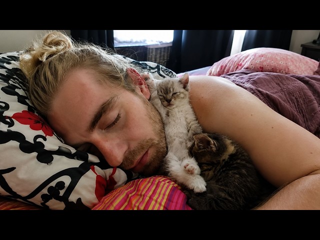 These Adorable KITTENS Pick You as Their Favorite Human ❤️