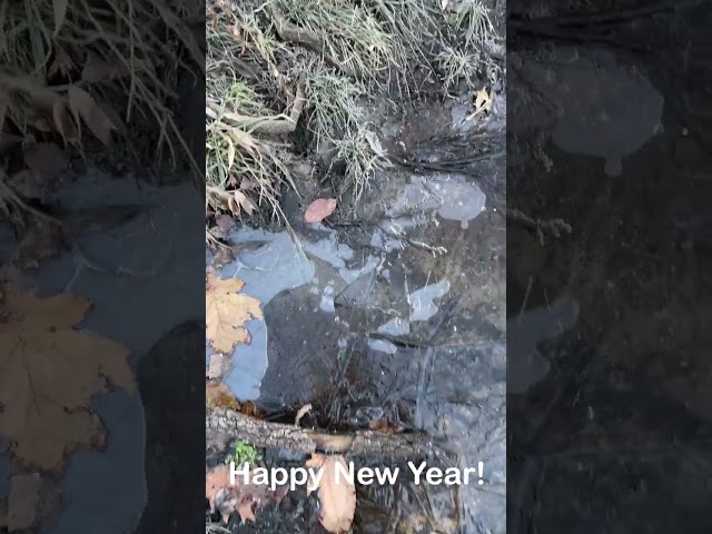 Happy New Year 2024 #newyear #newyear2024 #nature #naturelovers #geese #deer
