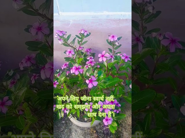 #अपने लिए जीना स्वार्थ नहीं हैं। #like #subscribe