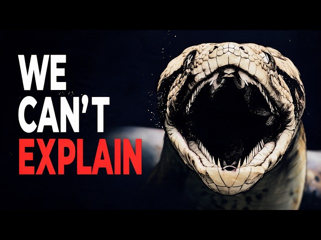 Titanoboa: The Apex Predator That Shouldn't Have Existed