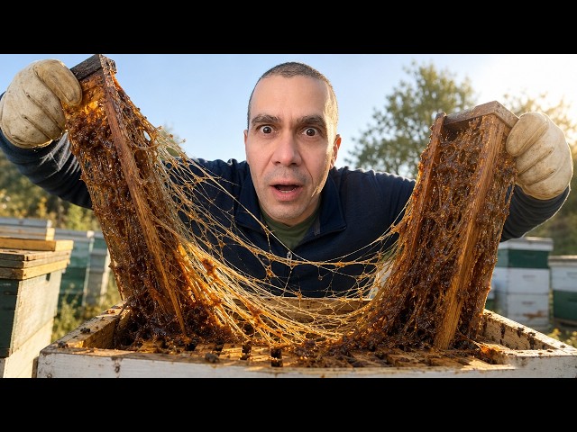 Testing High vs Low Propolis HONEY BEE Hives