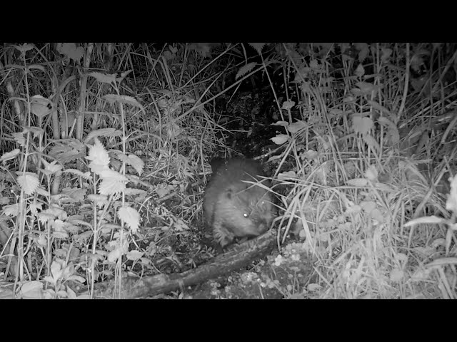 First beaver kit born in Dorset in over 400 years