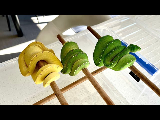 Green Tree Python Update