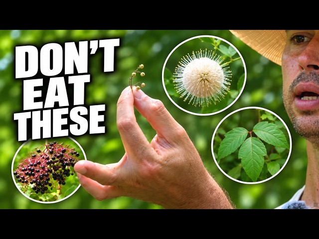 Foraging Expert Reveals The Texas Plants That Can Poison You