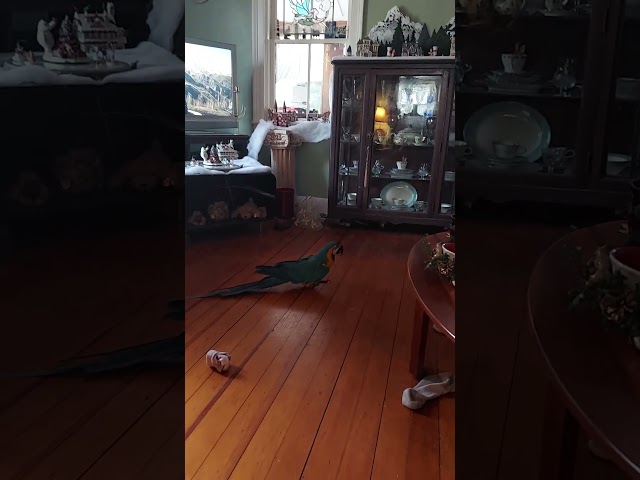 Apollo looking for Trouble...