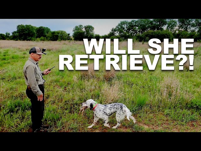 Picking Up A Dog From Standing Stone Kennels