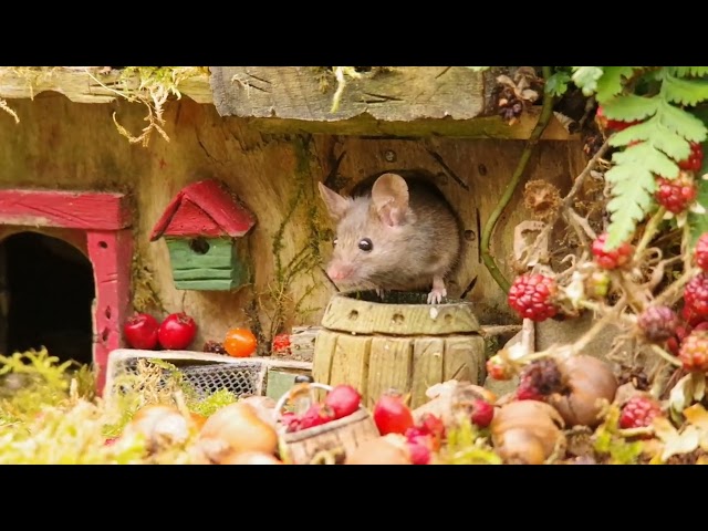 George the Mouse in a Log pile House - the mouse village and its residents .