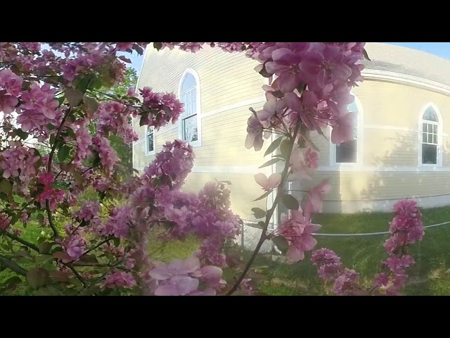 Crabapple Blossoms New England in Spring