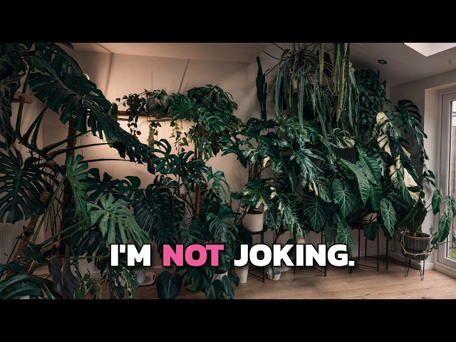 I'm Getting Rid Of 50% Of My Plant Collection.