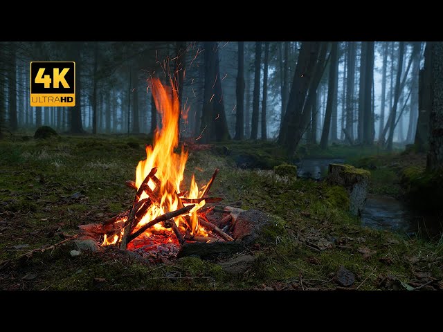 4K 📺 Campfire in foggy Forest by the River 🔥 100% Authentic Sounds