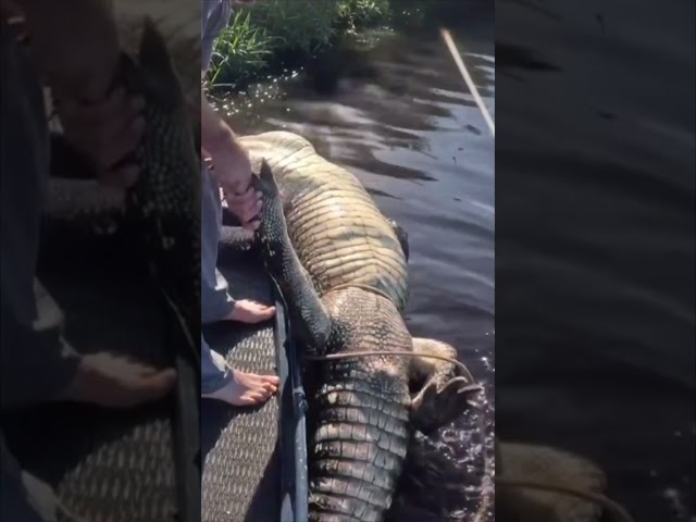 HUGE ALLIGATOR CAPTURED! 17/20 #viral #short #youtubeshorts #shorts #viralvideo #youtube #shortvideo