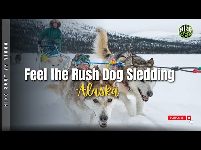 Feel the Rush - Dog Sledding in Alaska with 360 degree video (Hike 360° VR Video)