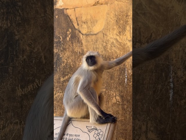 Goodbye, #Jaipur. I will be back.