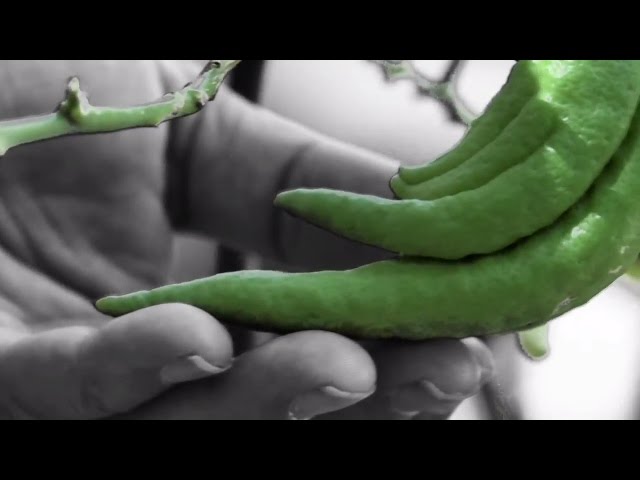 H2E Website Video