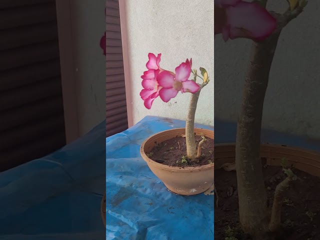 Rosa do Deserto em Paranaiguara Go