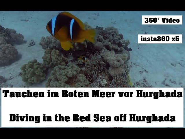 insta360 x5 8k 360° Diving Dorfa El Fanus Dolphin Playground Hurghada | Red Sea