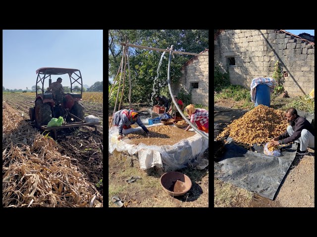 Organic Turmeric Cultivation Rooted in Pure, Sustainable Practice