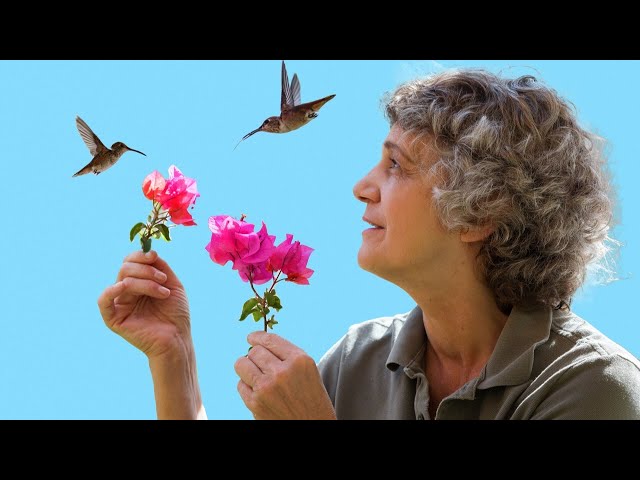 LIVE: Meet the Hummingbirds of Hollywood Team