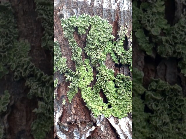 Is lichen a plant? | Gardening Australia